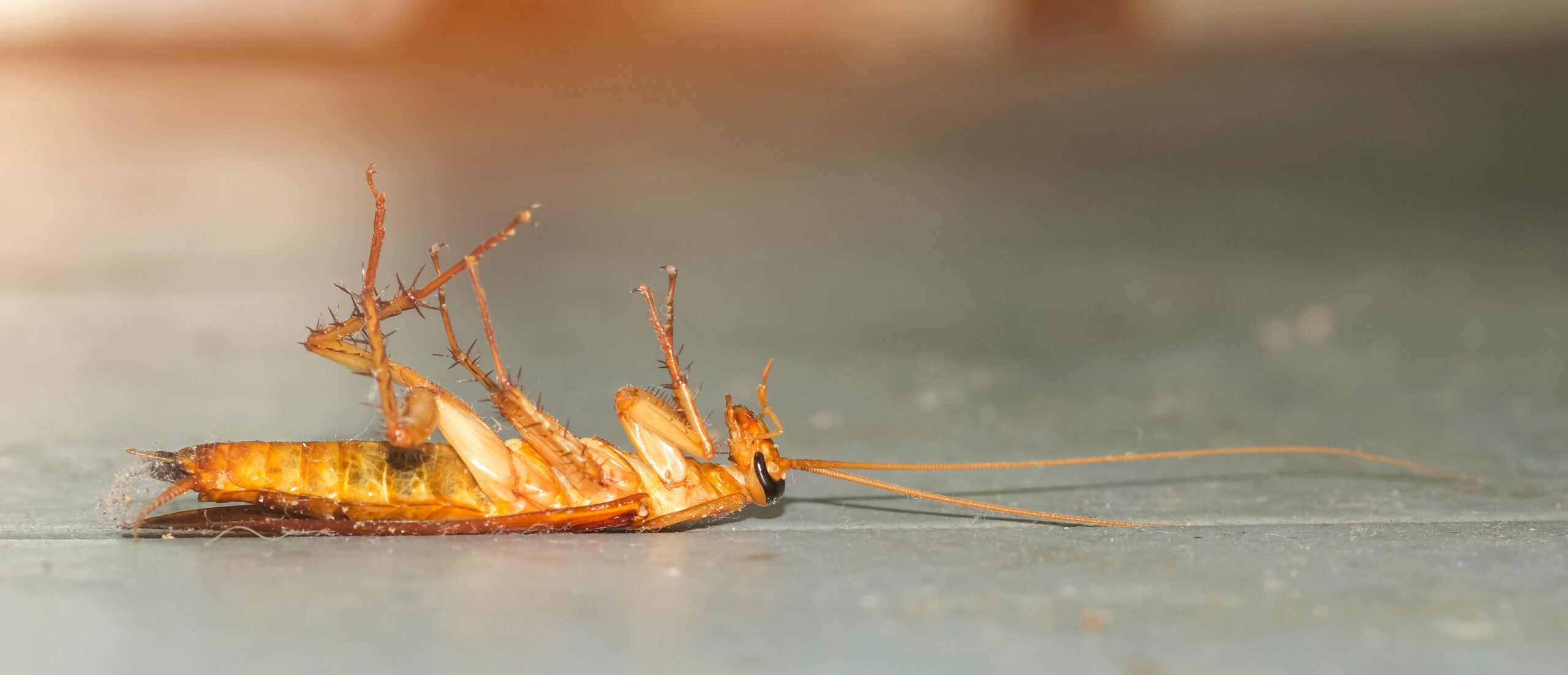Jamirotec GmbH Bremen Delmenhorst Oldenburg Hamburg Schädlingsbekämpfung Begasungen Holzschutz Beratung Analyse ökologische biologische Schädlingsbekämpfung Reinigung Desinfektion Heißnebelverfahren Motten Tauben Wespen Mäuse Ratten Schaben Marder Eichenprozessionsspinner EPS Zertifizierungsstandards Gesundheit Vermögenswerte Vorratsschutz Kunsterhaltung Schiffsbegasung Gebäudedurjamirotec Bremen Delmenhorst Oldenburg Hamburg Schädlingsbekämpfung Begasungen Holzschutz Beratung Analyse ökologische biologische Schädlingsbekämpfung Reinigung Desinfektion Heißnebelverfahren Motten Tauben Wespen Mäuse Ratten Schaben Marder Eichenprozessionsspinner (EPS) Zertifizierungsstandards Gesundheit Vermögenswerte Vorratsschutz Kunsterhaltung Schiffsbegasung Gebäudedurchgasung Sackstapelbegasung Containerbegasung Holzhausbegasung Silobegasung Lagerbegasung Rohwarenbegasung Maschinenbegasung Restgasmessungen Vorratsschutzräume Gesundheitsschutzchgasung Sackstapelbegasung Containerbegasung Holzhausbegasung Silobegasung Lagerbegasung Rohwarenbegasung Maschinenbegasung Restgasmessungen Vorratsschutzräume Gesundheitsschutz Treatment Provider BMSB Fumigation Treatment Provider Australien Neuseeland Australia Government GUTcert EcoStep VföS Öko Zertifikat DSV Deutscher Schädlingsbekämpfer-Verband e.V.