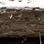 Jamirotec GmbH Bremen Delmenhorst Oldenburg Hamburg Schädlingsbekämpfung Begasungen Holzschutz Beratung Analyse ökologische biologische Schädlingsbekämpfung Reinigung Desinfektion Heißnebelverfahren Motten Tauben Wespen Mäuse Ratten Schaben Marder Eichenprozessionsspinner EPS Zertifizierungsstandards Gesundheit Vermögenswerte Vorratsschutz Kunsterhaltung Schiffsbegasung Gebäudedurjamirotec Bremen Delmenhorst Oldenburg Hamburg Schädlingsbekämpfung Begasungen Holzschutz Beratung Analyse ökologische biologische Schädlingsbekämpfung Reinigung Desinfektion Heißnebelverfahren Motten Tauben Wespen Mäuse Ratten Schaben Marder Eichenprozessionsspinner (EPS) Zertifizierungsstandards Gesundheit Vermögenswerte Vorratsschutz Kunsterhaltung Schiffsbegasung Gebäudedurchgasung Sackstapelbegasung Containerbegasung Holzhausbegasung Silobegasung Lagerbegasung Rohwarenbegasung Maschinenbegasung Restgasmessungen Vorratsschutzräume Gesundheitsschutzchgasung Sackstapelbegasung Containerbegasung Holzhausbegasung Silobegasung Lagerbegasung Rohwarenbegasung Maschinenbegasung Restgasmessungen Vorratsschutzräume Gesundheitsschutz Treatment Provider BMSB Fumigation Treatment Provider Australien Neuseeland Australia Government GUTcert EcoStep VföS Öko Zertifikat DSV Deutscher Schädlingsbekämpfer-Verband e.V.