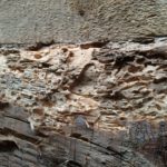 Jamirotec GmbH Bremen Delmenhorst Oldenburg Hamburg Schädlingsbekämpfung Begasungen Holzschutz Beratung Analyse ökologische biologische Schädlingsbekämpfung Reinigung Desinfektion Heißnebelverfahren Motten Tauben Wespen Mäuse Ratten Schaben Marder Eichenprozessionsspinner EPS Zertifizierungsstandards Gesundheit Vermögenswerte Vorratsschutz Kunsterhaltung Schiffsbegasung Gebäudedurjamirotec Bremen Delmenhorst Oldenburg Hamburg Schädlingsbekämpfung Begasungen Holzschutz Beratung Analyse ökologische biologische Schädlingsbekämpfung Reinigung Desinfektion Heißnebelverfahren Motten Tauben Wespen Mäuse Ratten Schaben Marder Eichenprozessionsspinner (EPS) Zertifizierungsstandards Gesundheit Vermögenswerte Vorratsschutz Kunsterhaltung Schiffsbegasung Gebäudedurchgasung Sackstapelbegasung Containerbegasung Holzhausbegasung Silobegasung Lagerbegasung Rohwarenbegasung Maschinenbegasung Restgasmessungen Vorratsschutzräume Gesundheitsschutzchgasung Sackstapelbegasung Containerbegasung Holzhausbegasung Silobegasung Lagerbegasung Rohwarenbegasung Maschinenbegasung Restgasmessungen Vorratsschutzräume Gesundheitsschutz Treatment Provider BMSB Fumigation Treatment Provider Australien Neuseeland Australia Government GUTcert EcoStep VföS Öko Zertifikat DSV Deutscher Schädlingsbekämpfer-Verband e.V.