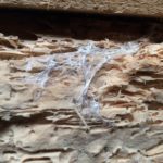 Jamirotec GmbH Bremen Delmenhorst Oldenburg Hamburg Schädlingsbekämpfung Begasungen Holzschutz Beratung Analyse ökologische biologische Schädlingsbekämpfung Reinigung Desinfektion Heißnebelverfahren Motten Tauben Wespen Mäuse Ratten Schaben Marder Eichenprozessionsspinner EPS Zertifizierungsstandards Gesundheit Vermögenswerte Vorratsschutz Kunsterhaltung Schiffsbegasung Gebäudedurjamirotec Bremen Delmenhorst Oldenburg Hamburg Schädlingsbekämpfung Begasungen Holzschutz Beratung Analyse ökologische biologische Schädlingsbekämpfung Reinigung Desinfektion Heißnebelverfahren Motten Tauben Wespen Mäuse Ratten Schaben Marder Eichenprozessionsspinner (EPS) Zertifizierungsstandards Gesundheit Vermögenswerte Vorratsschutz Kunsterhaltung Schiffsbegasung Gebäudedurchgasung Sackstapelbegasung Containerbegasung Holzhausbegasung Silobegasung Lagerbegasung Rohwarenbegasung Maschinenbegasung Restgasmessungen Vorratsschutzräume Gesundheitsschutzchgasung Sackstapelbegasung Containerbegasung Holzhausbegasung Silobegasung Lagerbegasung Rohwarenbegasung Maschinenbegasung Restgasmessungen Vorratsschutzräume Gesundheitsschutz Treatment Provider BMSB Fumigation Treatment Provider Australien Neuseeland Australia Government GUTcert EcoStep VföS Öko Zertifikat DSV Deutscher Schädlingsbekämpfer-Verband e.V.