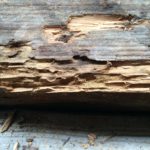 Jamirotec GmbH Bremen Delmenhorst Oldenburg Hamburg Schädlingsbekämpfung Begasungen Holzschutz Beratung Analyse ökologische biologische Schädlingsbekämpfung Reinigung Desinfektion Heißnebelverfahren Motten Tauben Wespen Mäuse Ratten Schaben Marder Eichenprozessionsspinner EPS Zertifizierungsstandards Gesundheit Vermögenswerte Vorratsschutz Kunsterhaltung Schiffsbegasung Gebäudedurjamirotec Bremen Delmenhorst Oldenburg Hamburg Schädlingsbekämpfung Begasungen Holzschutz Beratung Analyse ökologische biologische Schädlingsbekämpfung Reinigung Desinfektion Heißnebelverfahren Motten Tauben Wespen Mäuse Ratten Schaben Marder Eichenprozessionsspinner (EPS) Zertifizierungsstandards Gesundheit Vermögenswerte Vorratsschutz Kunsterhaltung Schiffsbegasung Gebäudedurchgasung Sackstapelbegasung Containerbegasung Holzhausbegasung Silobegasung Lagerbegasung Rohwarenbegasung Maschinenbegasung Restgasmessungen Vorratsschutzräume Gesundheitsschutzchgasung Sackstapelbegasung Containerbegasung Holzhausbegasung Silobegasung Lagerbegasung Rohwarenbegasung Maschinenbegasung Restgasmessungen Vorratsschutzräume Gesundheitsschutz Treatment Provider BMSB Fumigation Treatment Provider Australien Neuseeland Australia Government GUTcert EcoStep VföS Öko Zertifikat DSV Deutscher Schädlingsbekämpfer-Verband e.V.